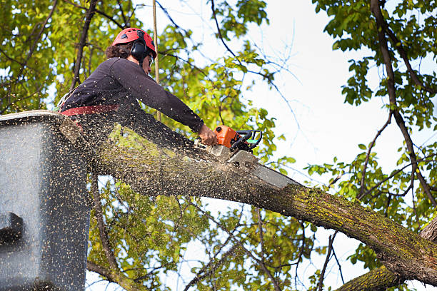 Best Commercial Tree Removal  in USA